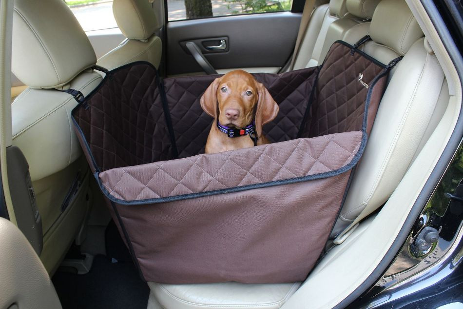 How to properly transport a dog in a car: tips and recommendations