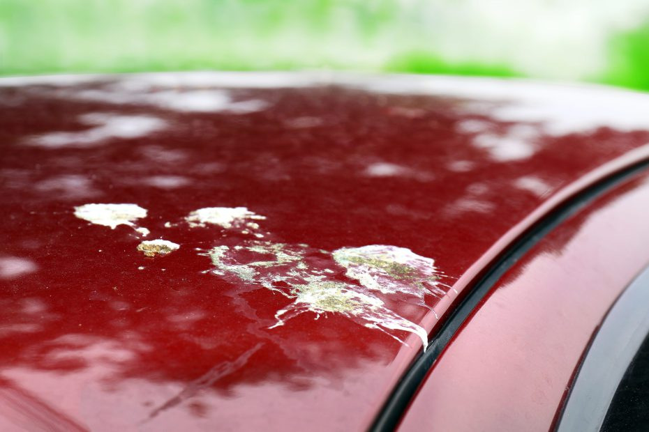 Bird droppings on a car: How and with what to remove them without damaging the paint