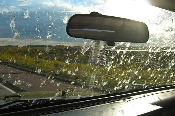 How to clean car windows from insects? Photo 1